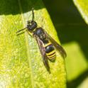 Ancistrocerus nigriformis.jpg